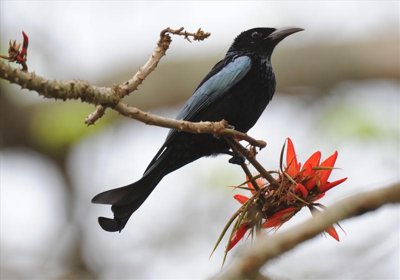 Spangled Drongo